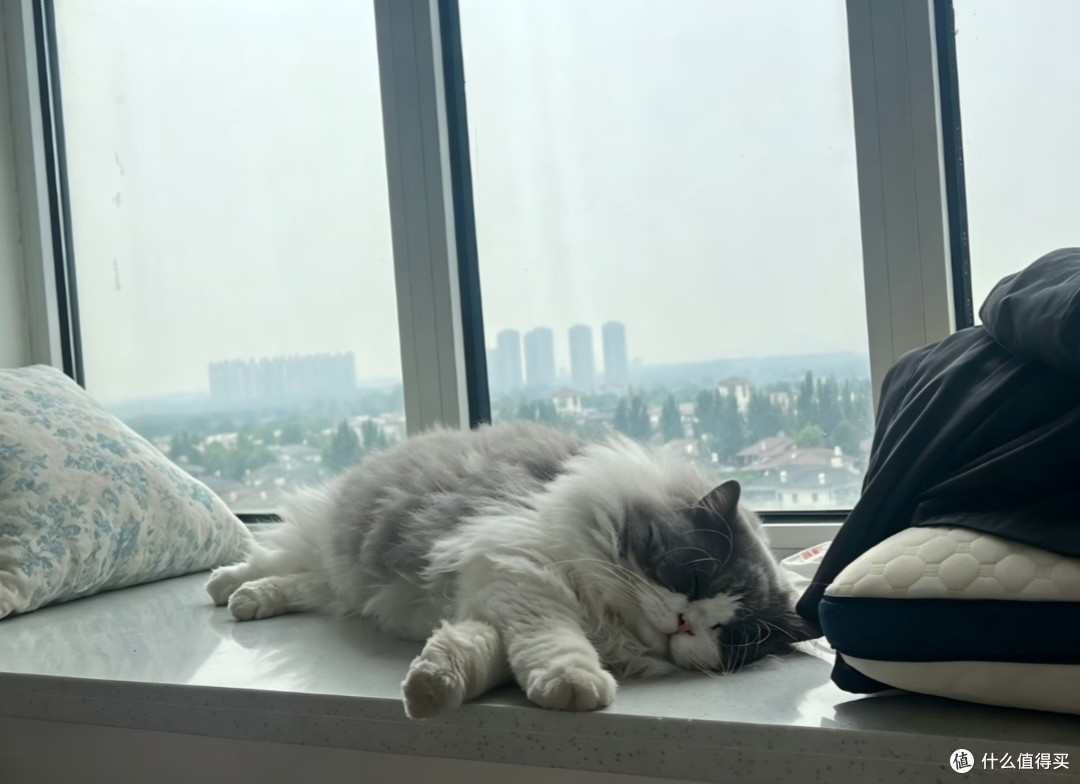 长毛猫夏季降温四件套