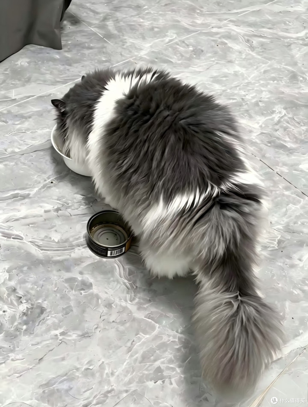长毛猫夏季降温四件套