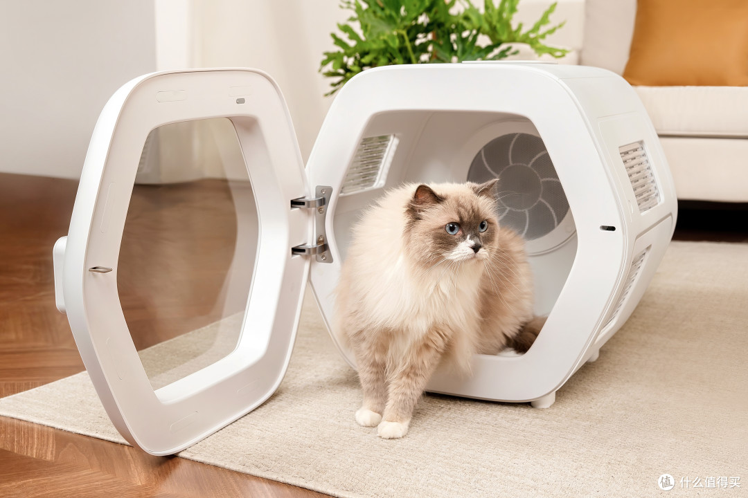 为什么你的猫一用吹风机就应激?从猫咪感官机制聊聊“无感烘干”