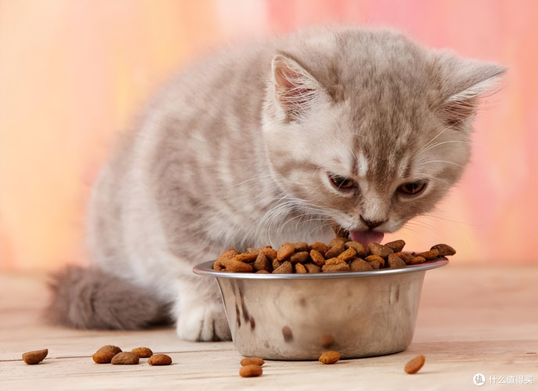 2026哪个猫粮吃了拉屎不臭?7月营养易消化吸收猫粮推荐!