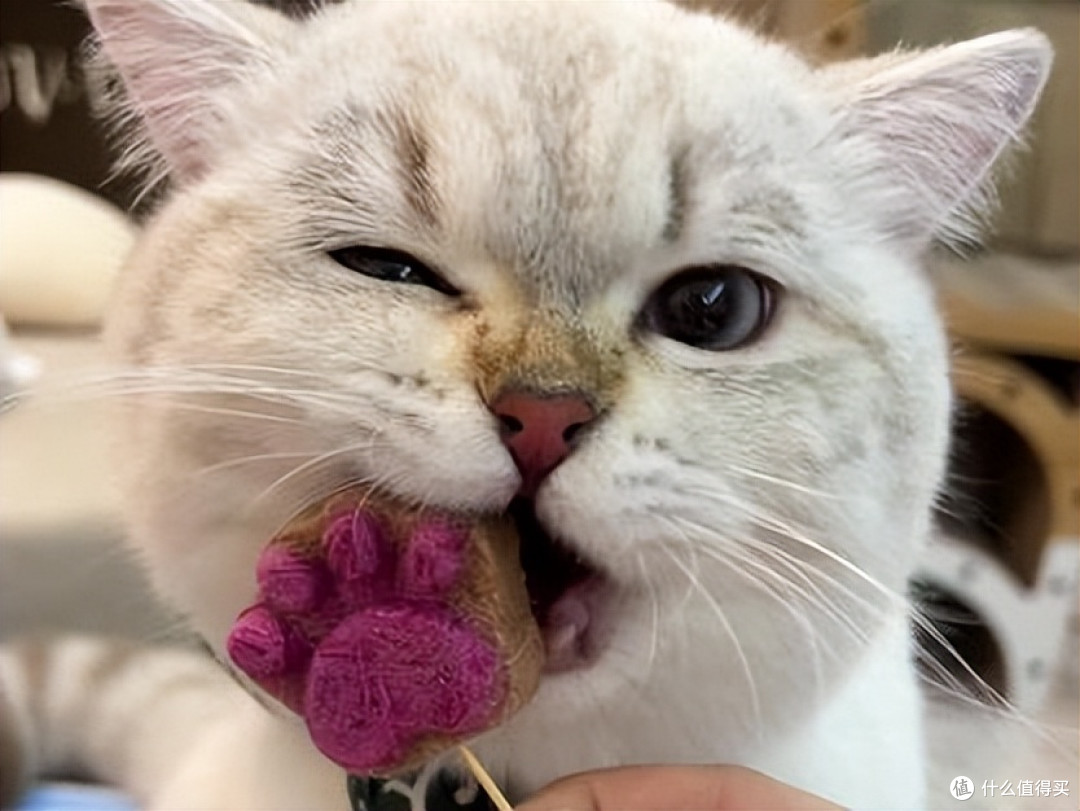 2026哪个猫粮吃了拉屎不臭?7月营养易消化吸收猫粮推荐!
