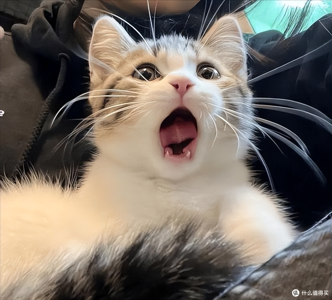 2026哪个猫粮吃了拉屎不臭?7月营养易消化吸收猫粮推荐!