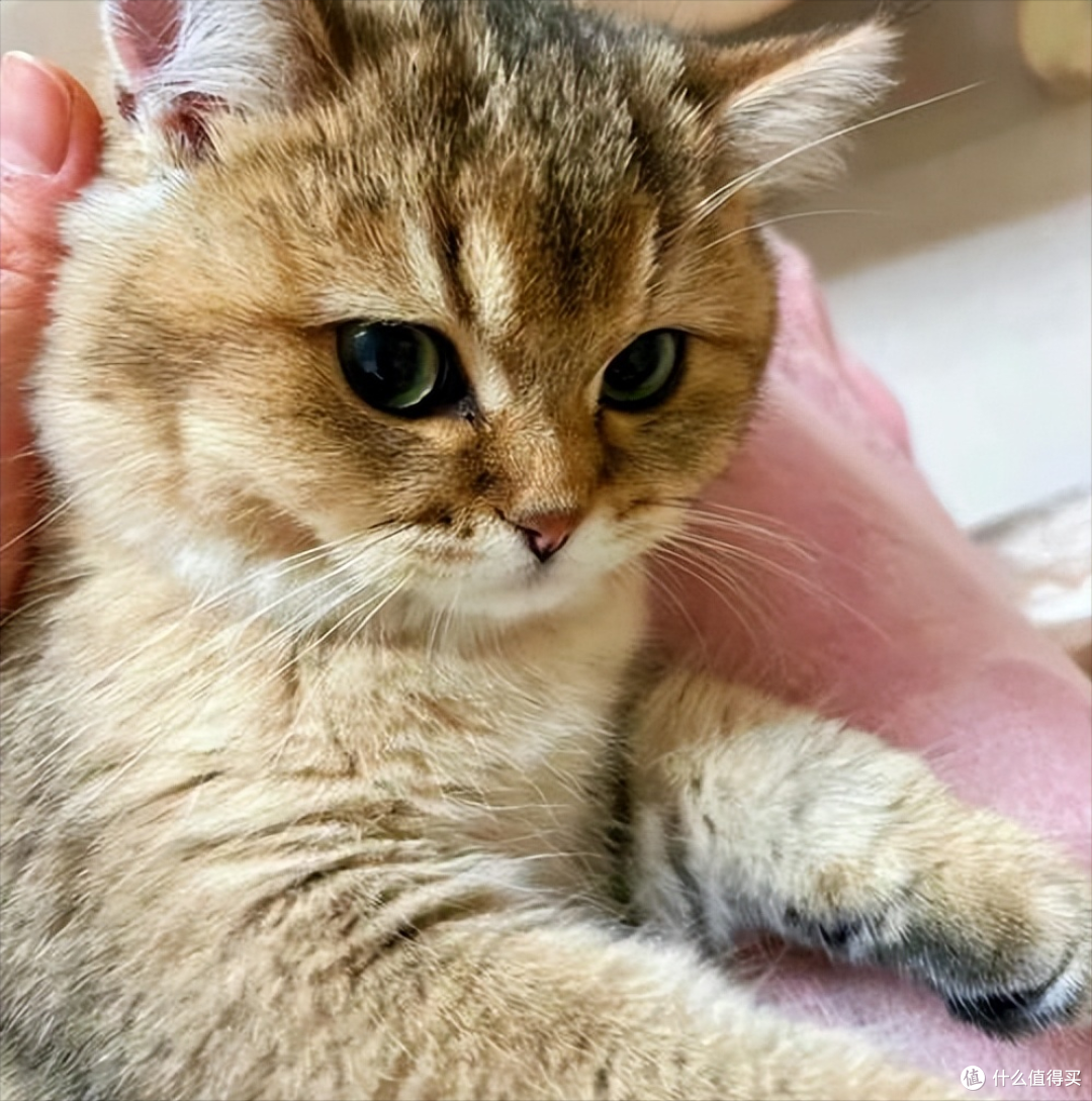 2026哪个猫粮吃了拉屎不臭?7月营养易消化吸收猫粮推荐!