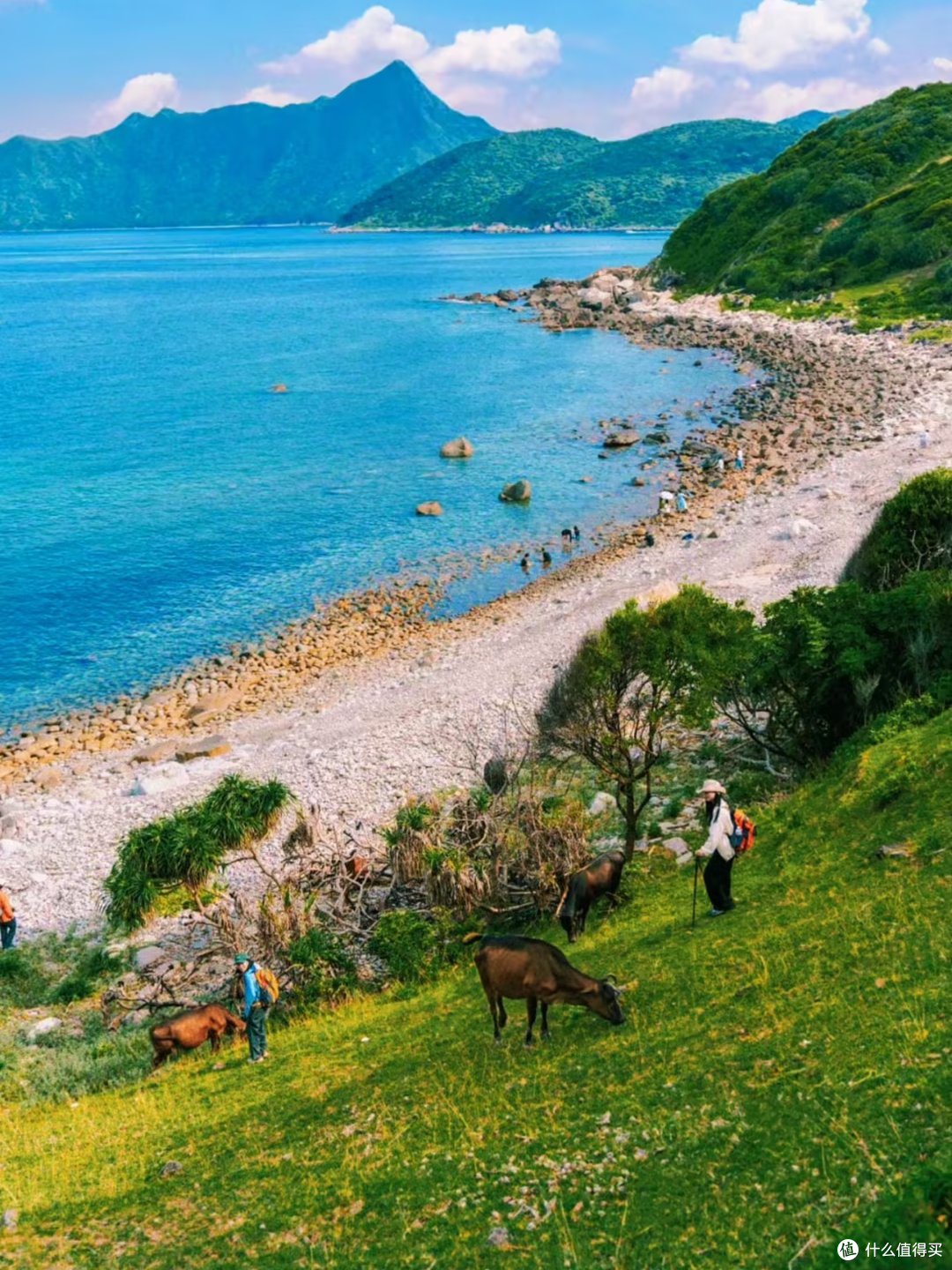 塔门岛徒步:海风草坡与黄牛相伴