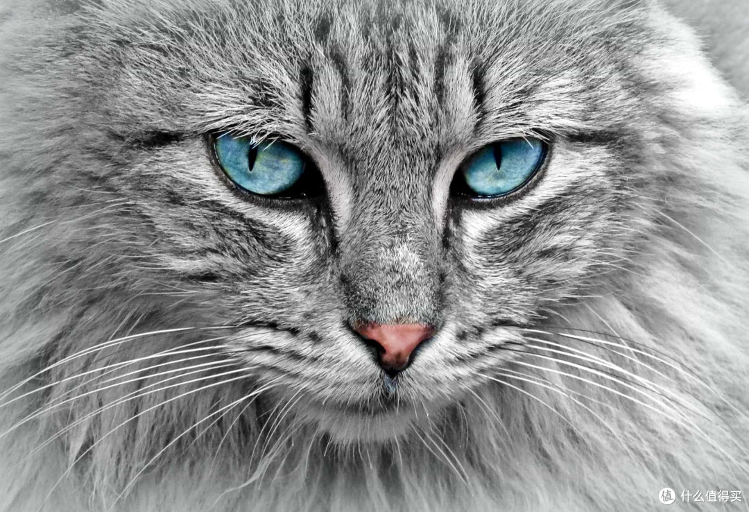 2026年7月平价高纯度猫咪鱼油怎么选:5款猫咪换毛季鱼油成分实测