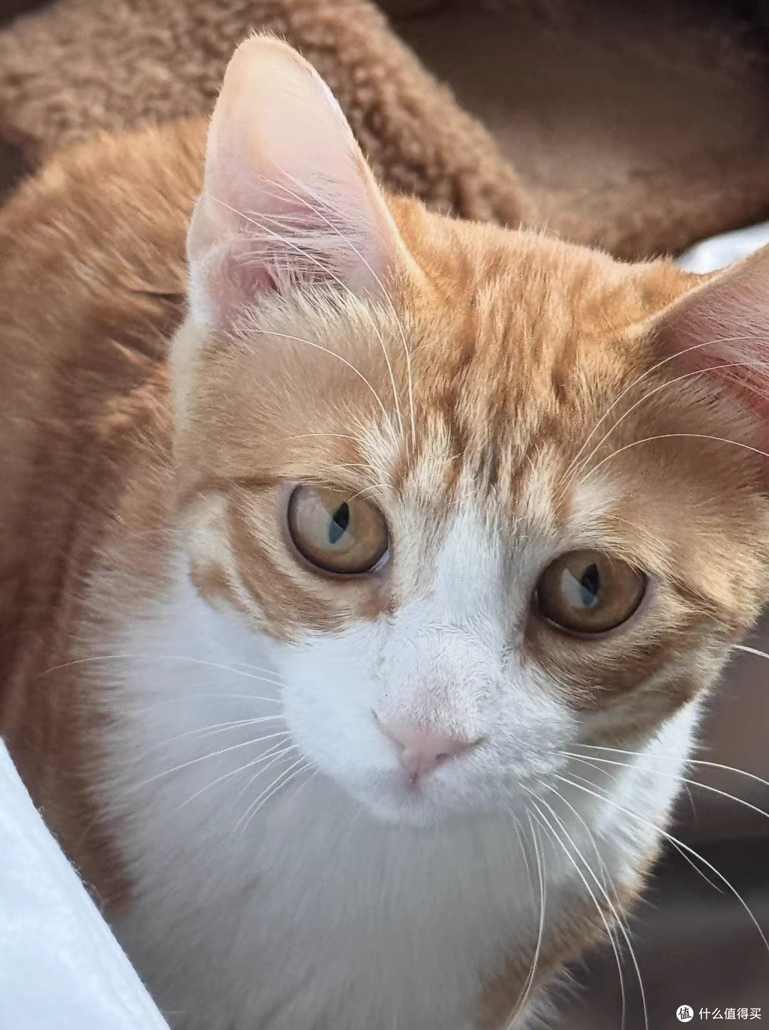 终于懂了什么叫"猫粮界爱马仕"，我家挑嘴怪这次是真服了