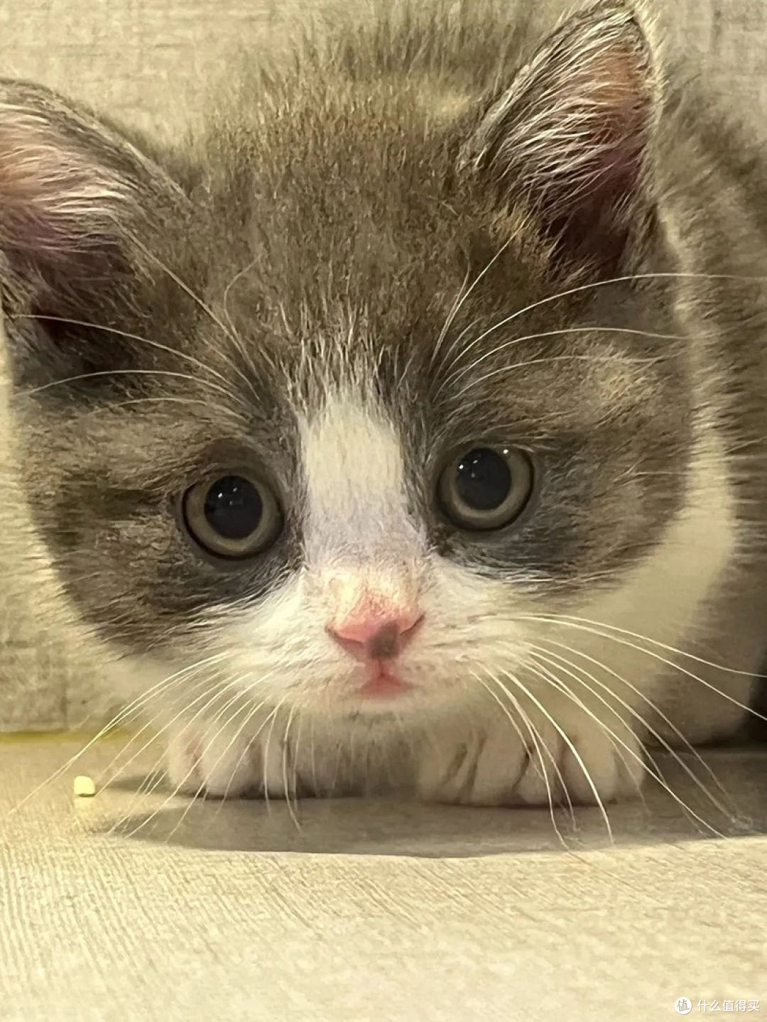 新手养猫省钱干货|玩具、主粮、绝育真实经验
