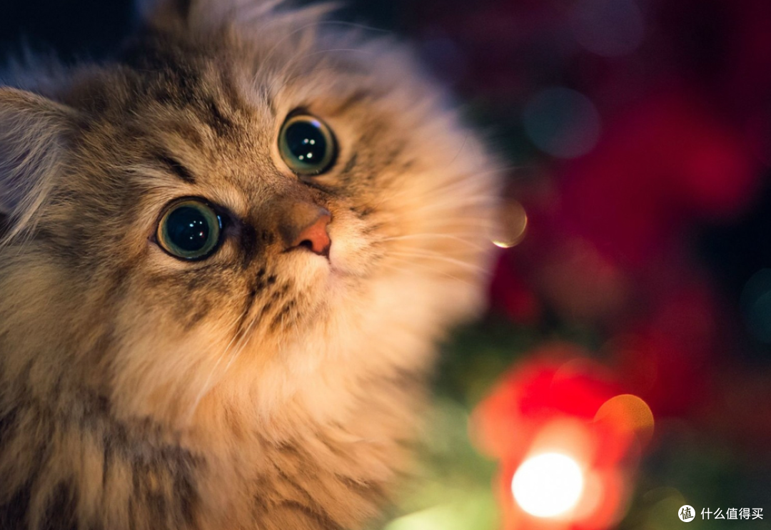 猫咪黑下巴和猫粮有关系吗？一篇讲清成因、护理和就医边界