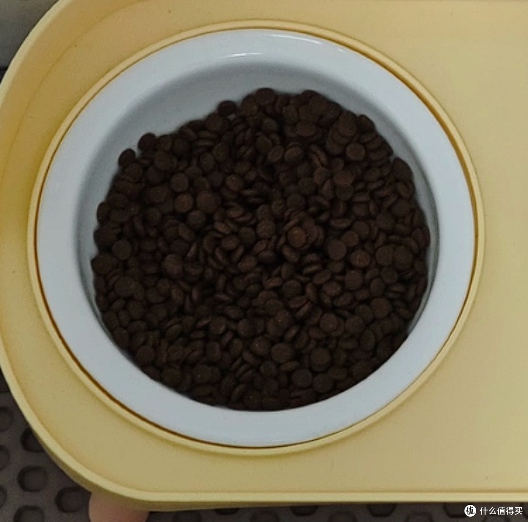 诚实一口P40猫粮,解决挑食黑下巴问题?