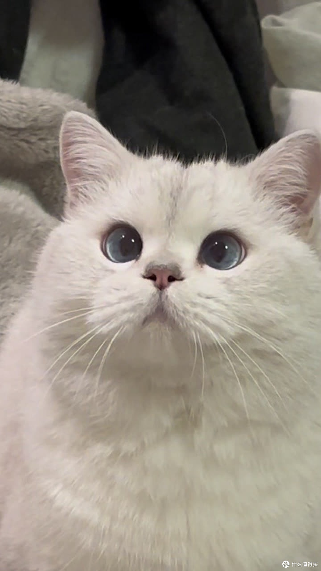 养猫省钱妙招｜低成本精致养猫，不花冤枉钱