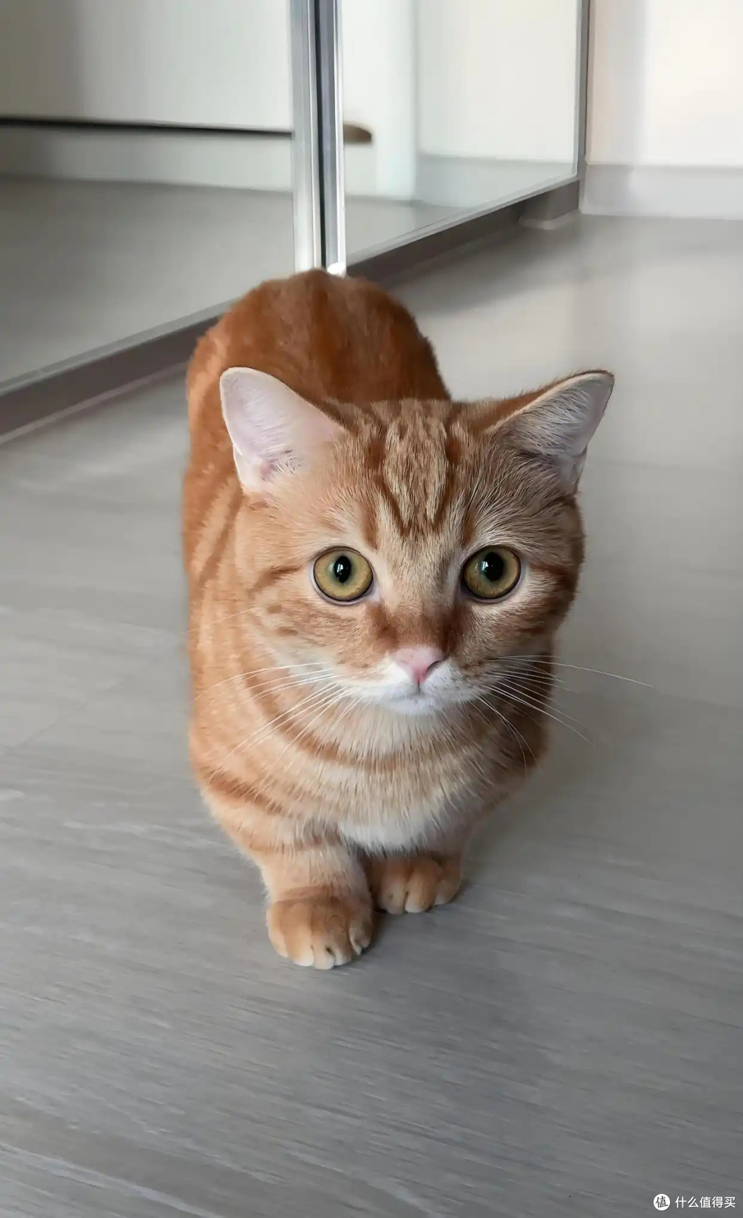 养猫省钱妙招｜低成本精致养猫，不花冤枉钱