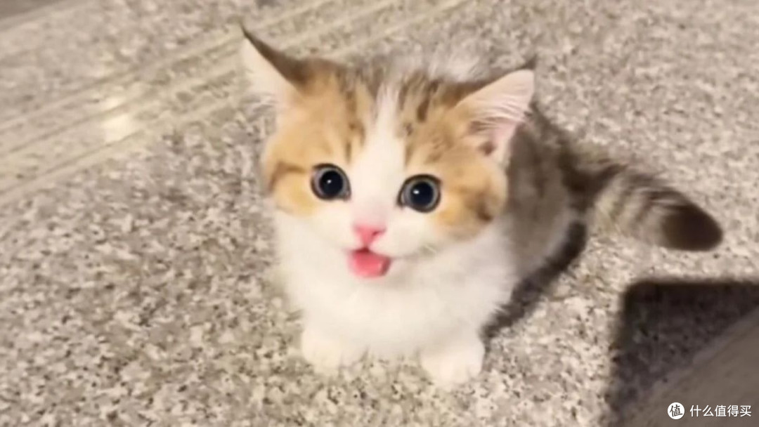 养猫省钱妙招｜低成本精致养猫，不花冤枉钱