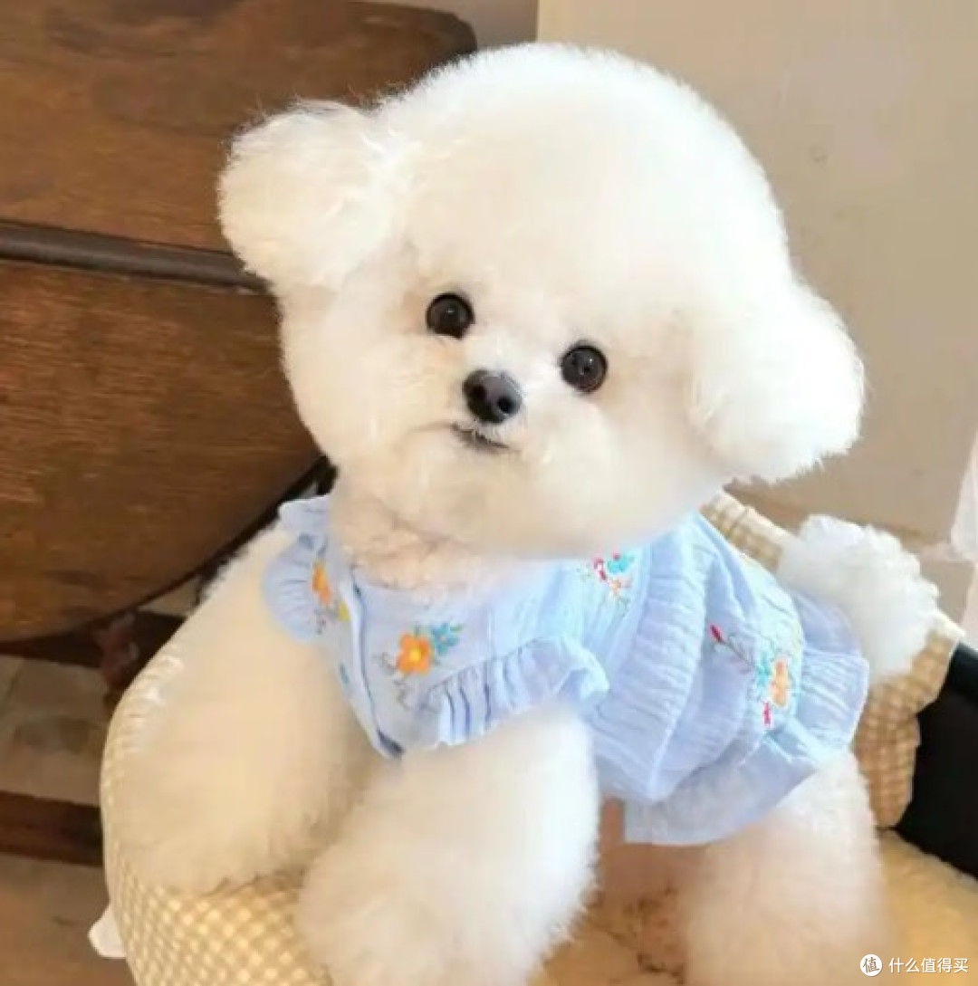 成年比熊一天喂几次狗粮?狗粮品牌十大排行榜推荐哪种比较好?