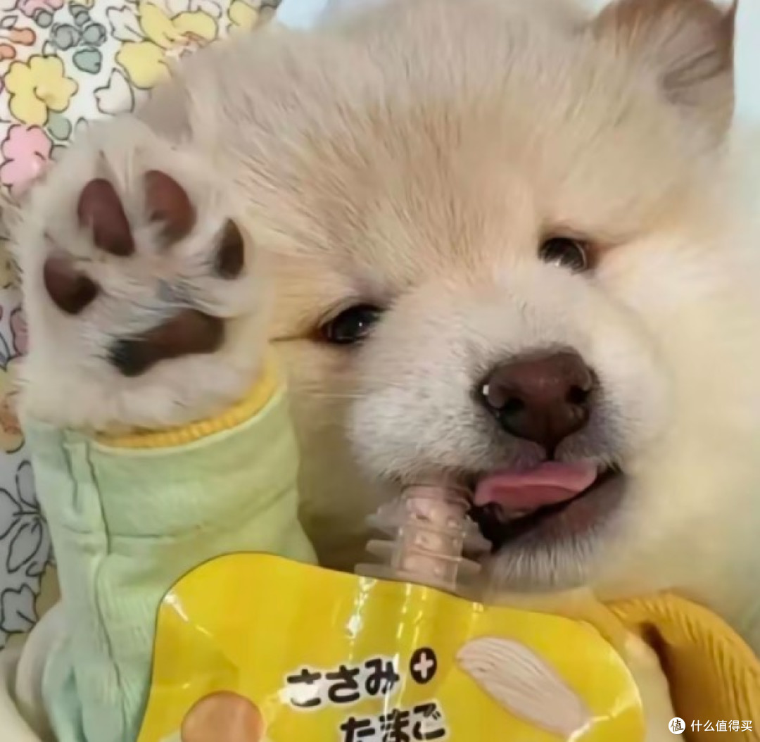 狗不吃狗粮怎么办?狗能吃猫粮吗?千万不要,这样喂养就错了