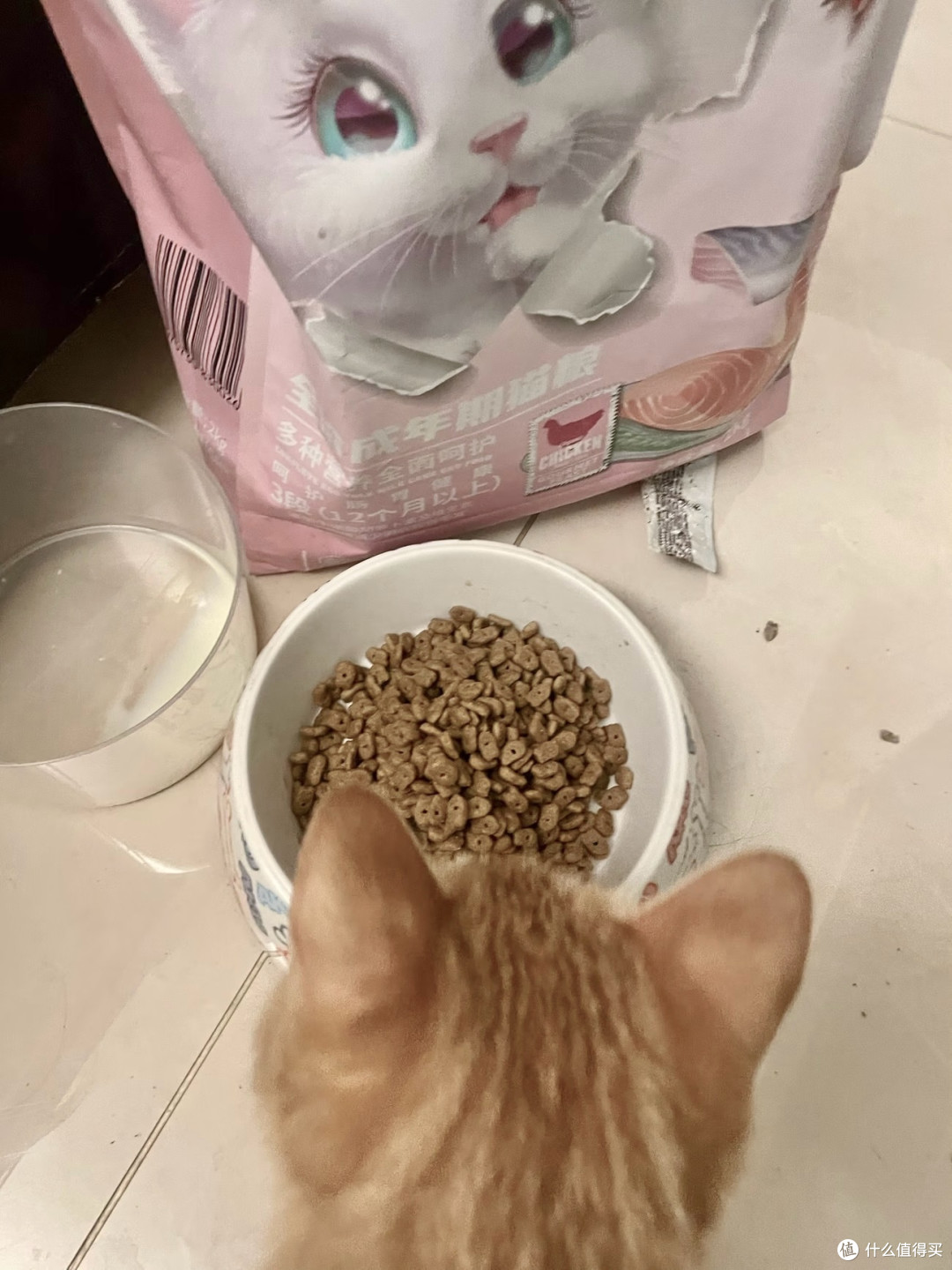 新手养猫避坑指南:从选粮到除毛,分享我踩过的5个大雷