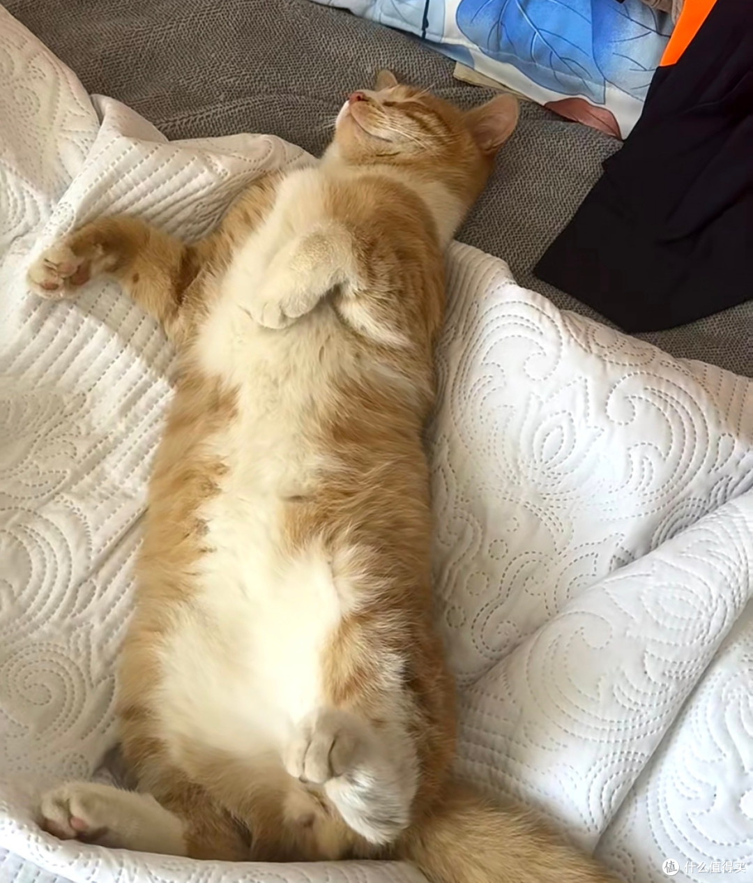 养猫不费钱!低成本养猫省钱妙招,省钱又省心