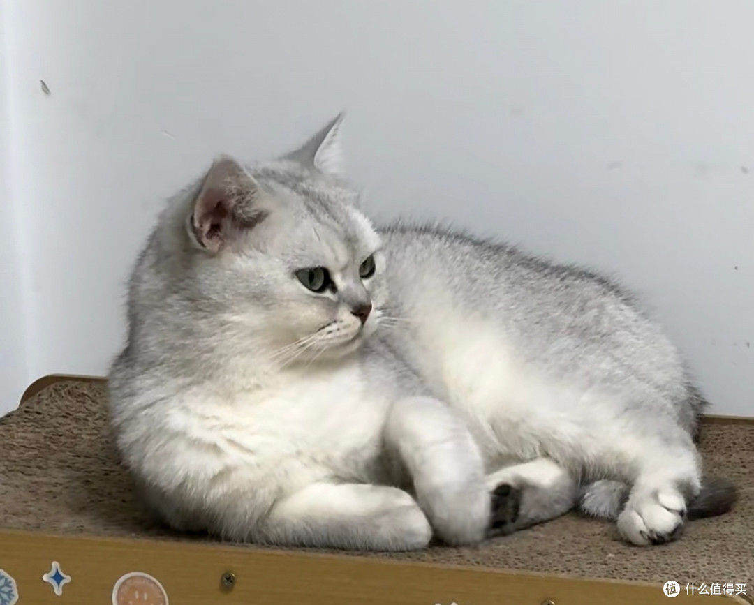 养猫不费钱!低成本养猫省钱妙招,省钱又省心