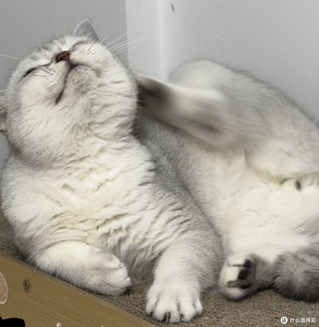 新手科学养猫干货|选粮、驱虫、绝育避坑指南