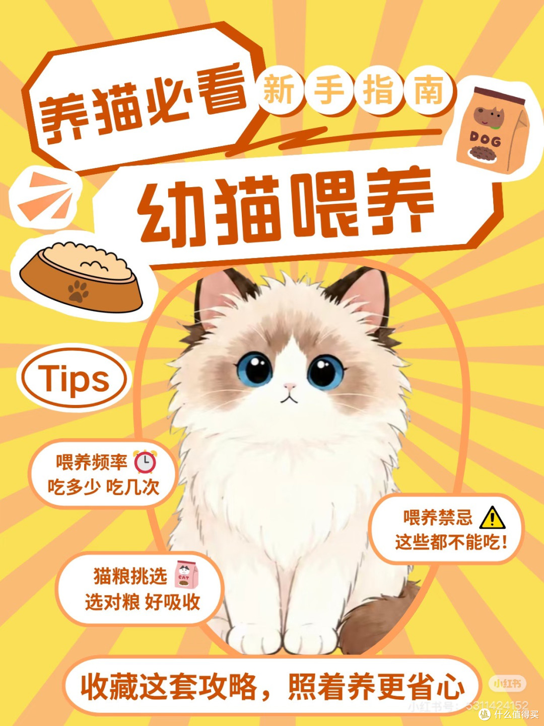 新手养猫常见误区与科学喂养