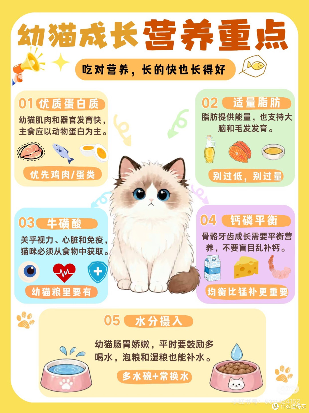 新手养猫常见误区与科学喂养