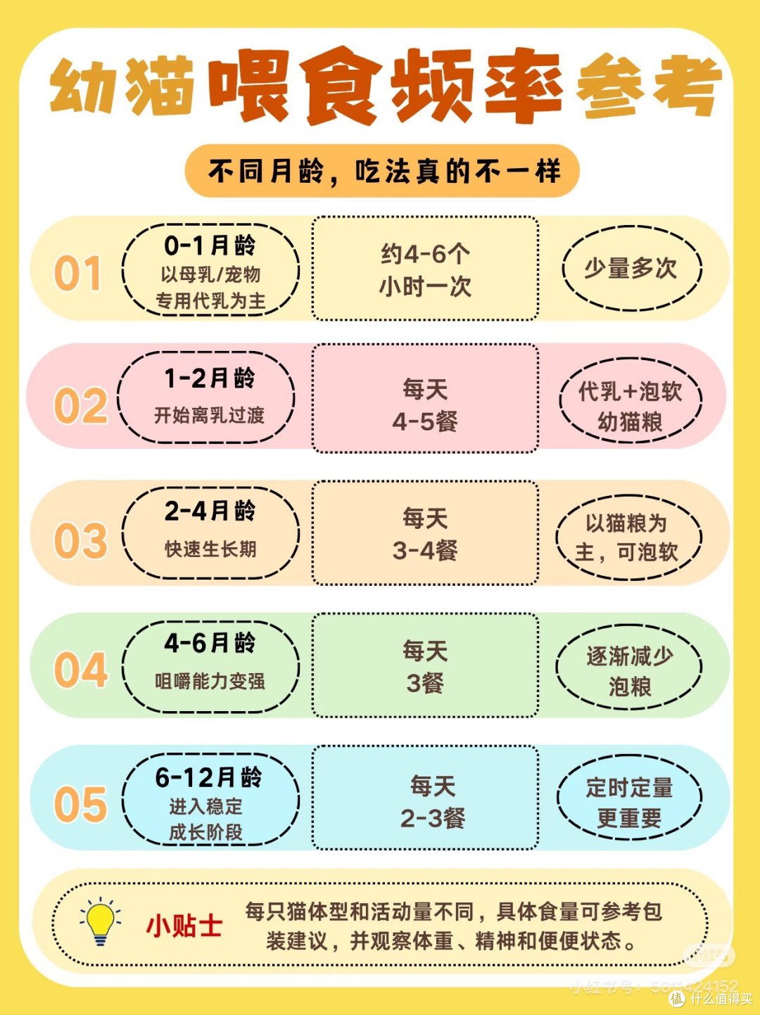 新手养猫常见误区与科学喂养