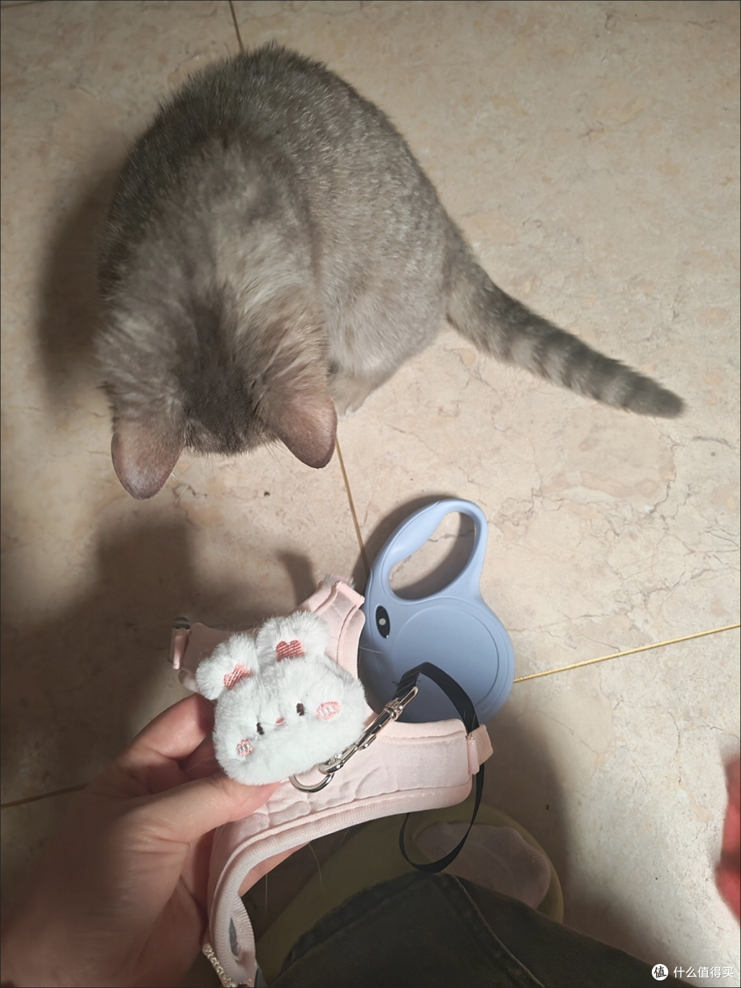打造舒适人猫共居空间|DIY猫爬架、防抓技巧、安静休息角设计