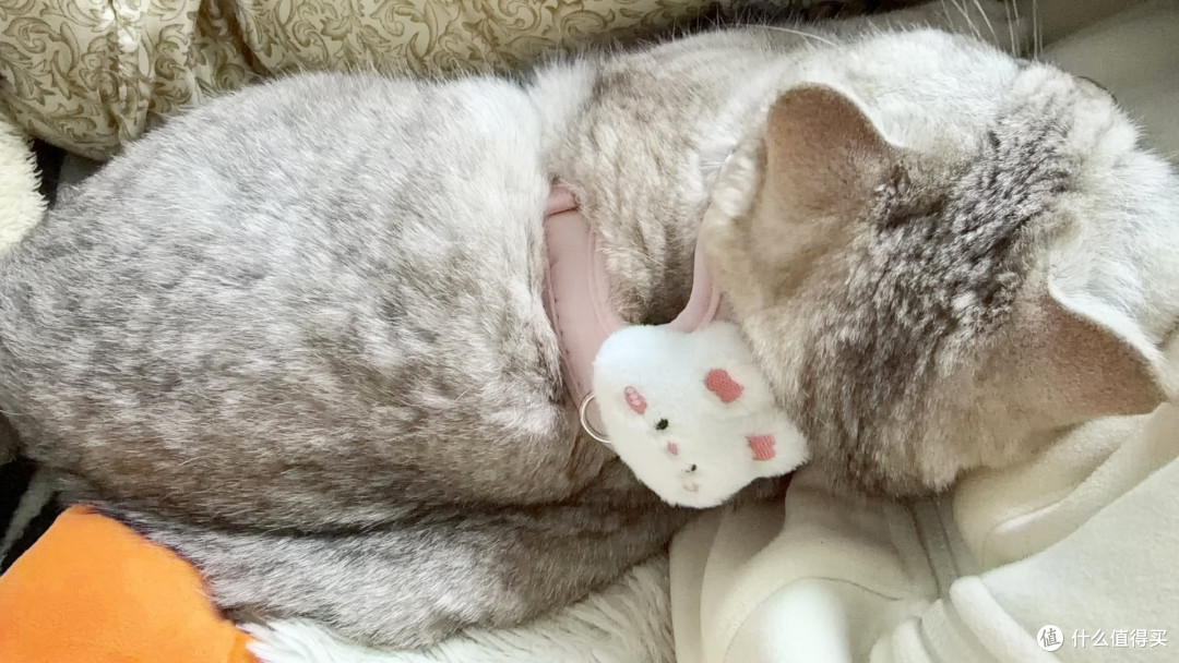 打造舒适人猫共居空间|DIY猫爬架、防抓技巧、安静休息角设计