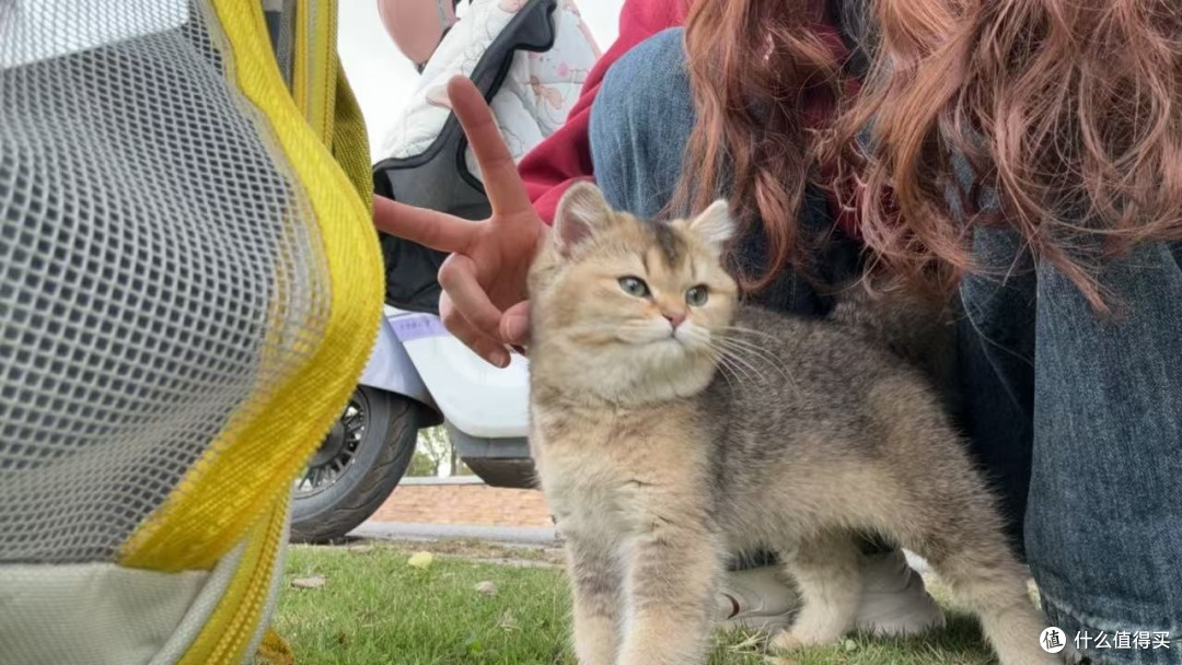 打造舒适人猫共居空间|DIY猫爬架、防抓技巧、安静休息角设计