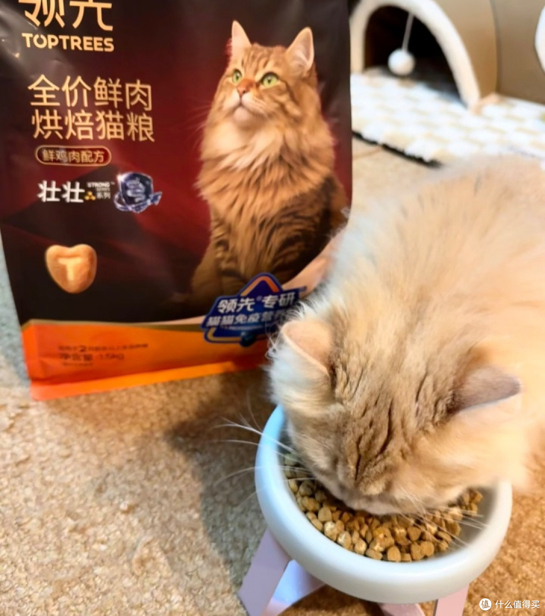猫咪增重好帮手：领先壮壮袋测评