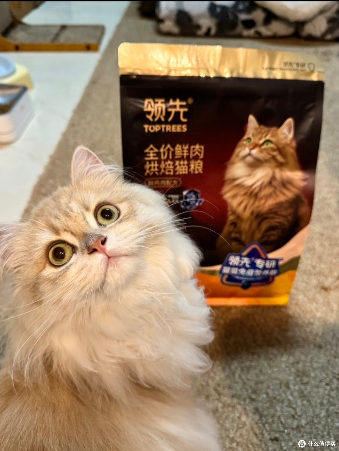 猫咪增重好帮手：领先壮壮袋测评
