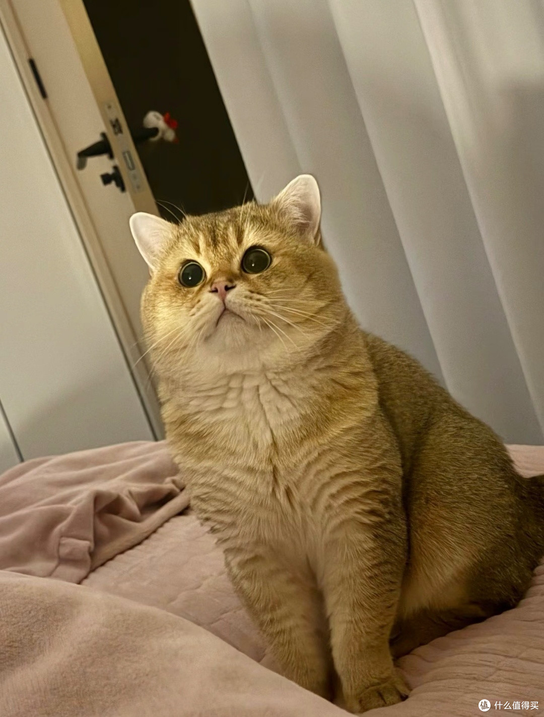 宽福鲜肉猫粮,平价实打实的长肉神器