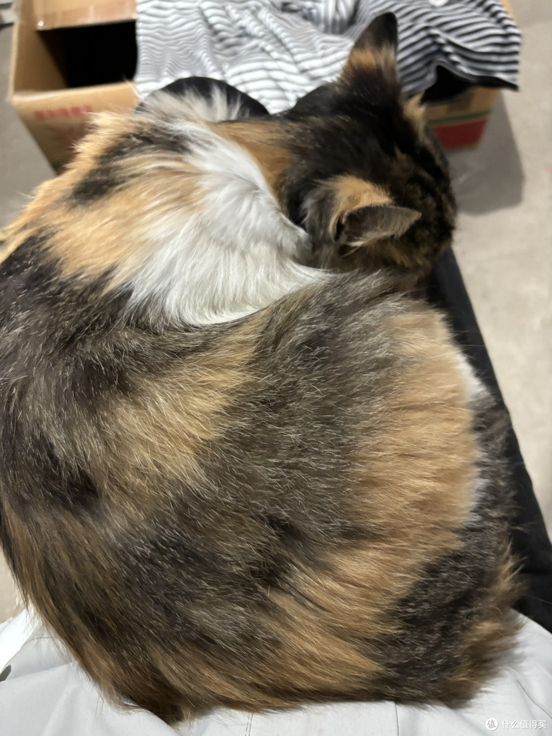 养猫三年无限回购!全套刚需品牌好物,告别软便异味