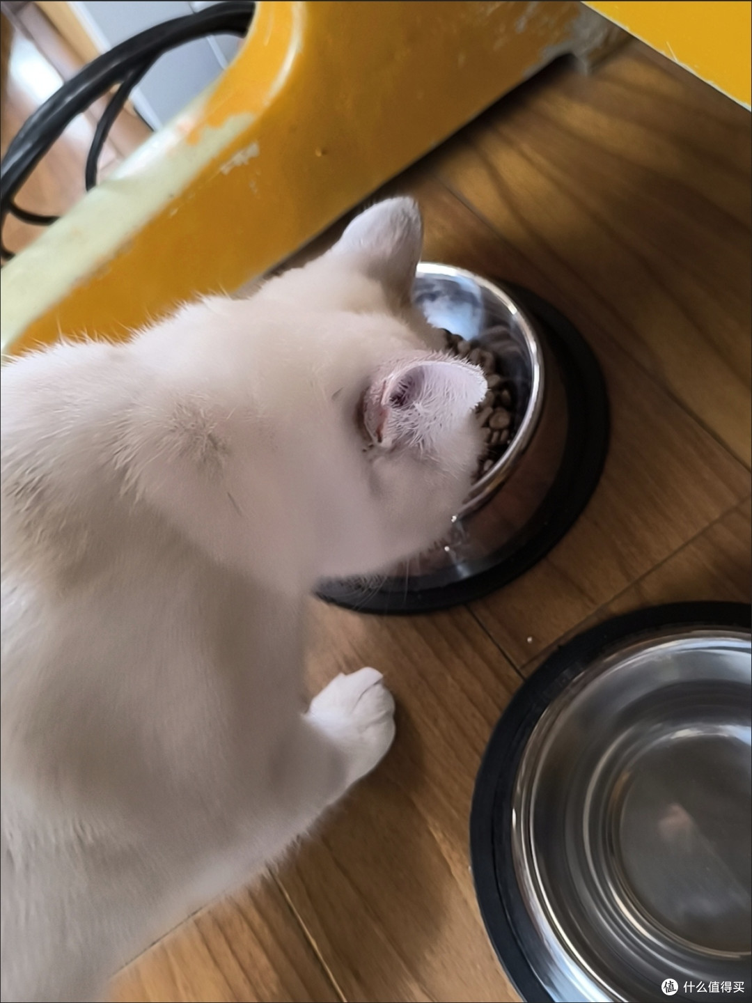 养猫三年无限回购!全套刚需品牌好物,告别软便异味