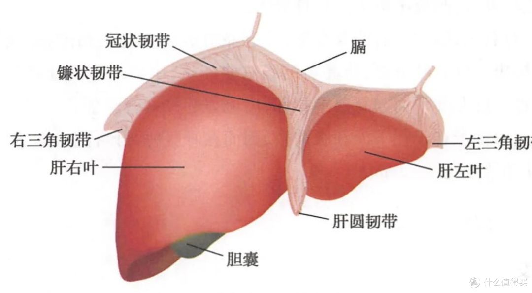 体检发现转氨酶升高就是得了肝炎？这 3 个真相帮你避开智商税