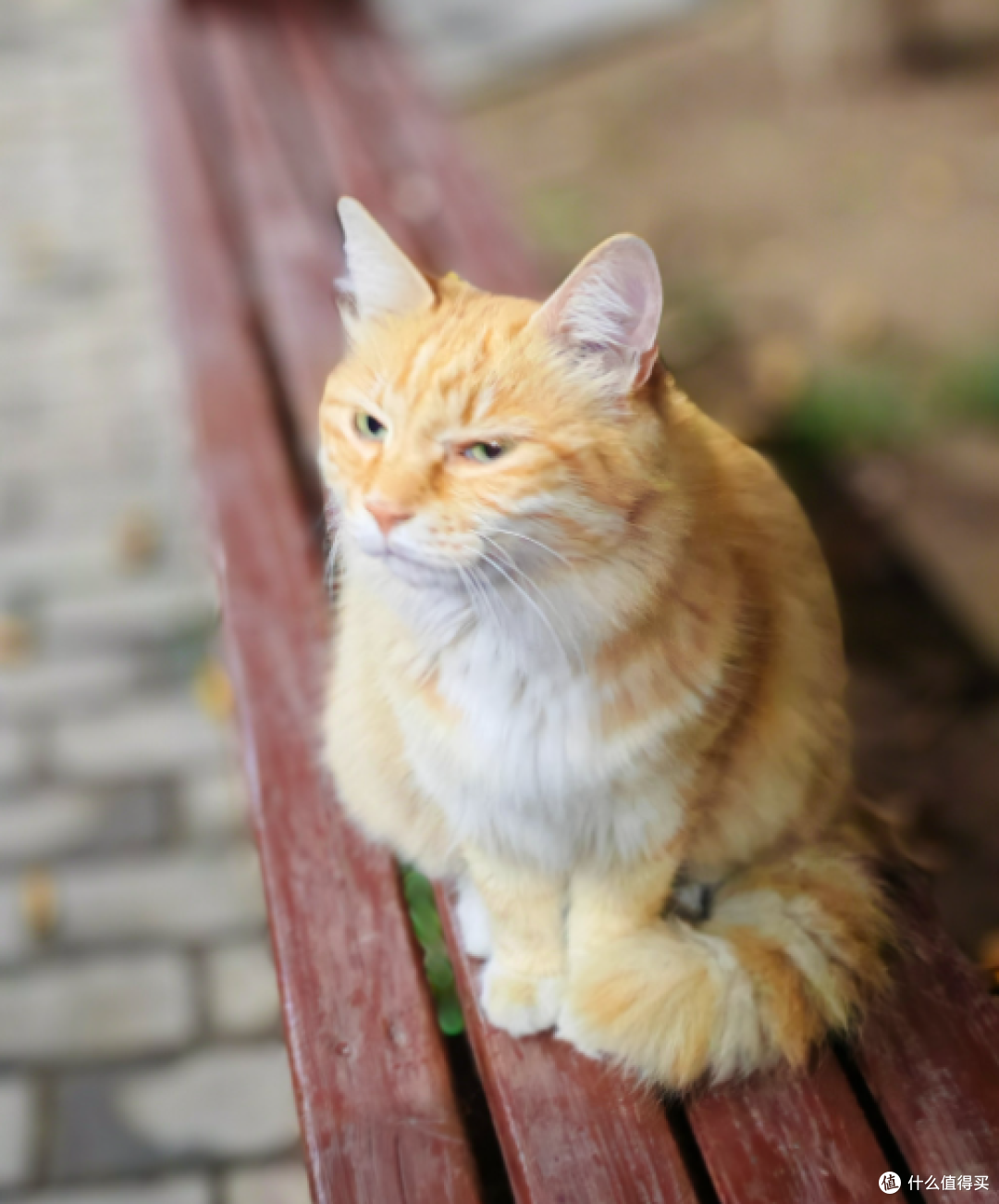 猫咪黑下巴，是猫粮太油惹的祸吗？