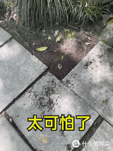买了一楼带院子的房子,入住5年,不管别人说有多香,以后不住了