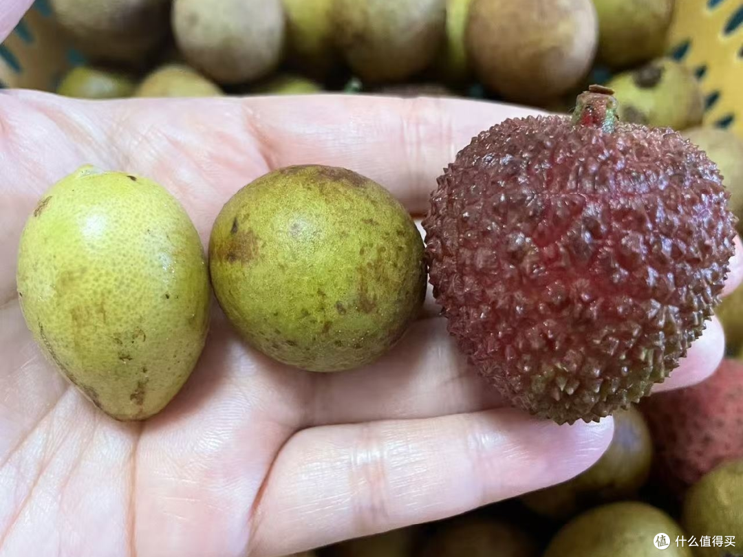 排排坐，吃荔枝龙眼黄皮果果