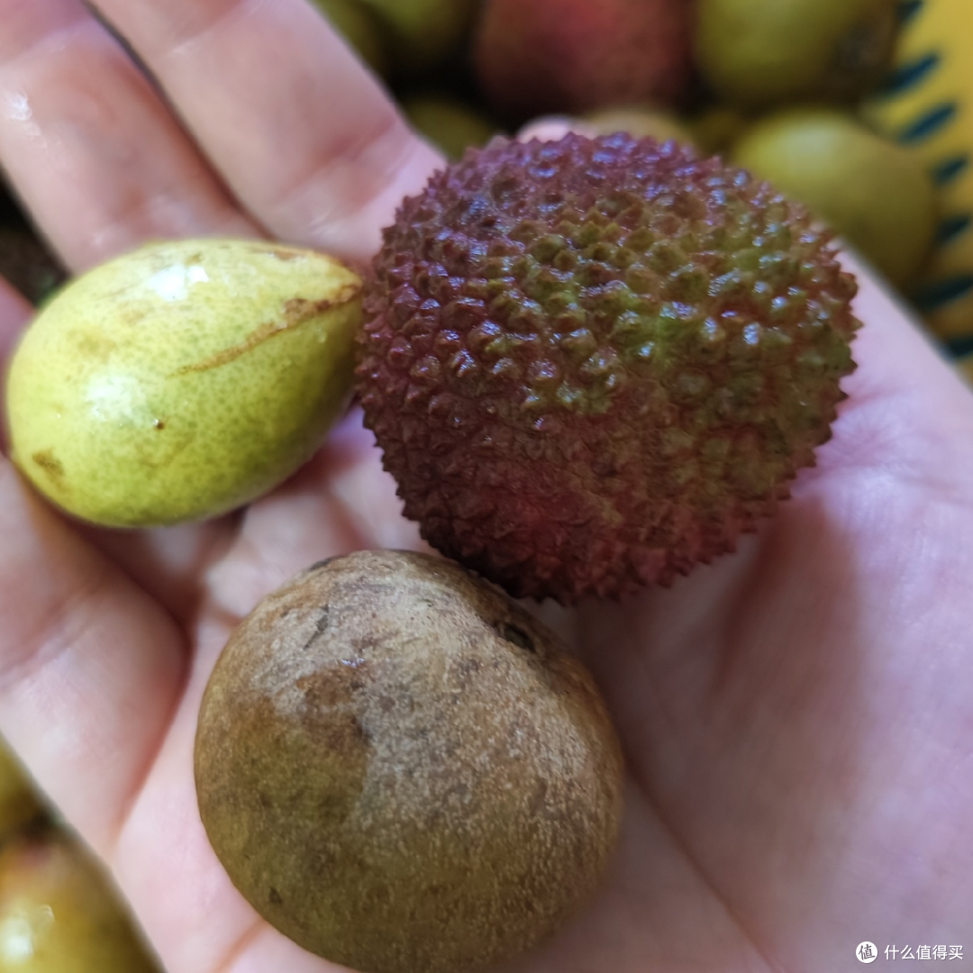 排排坐，吃荔枝龙眼黄皮果果