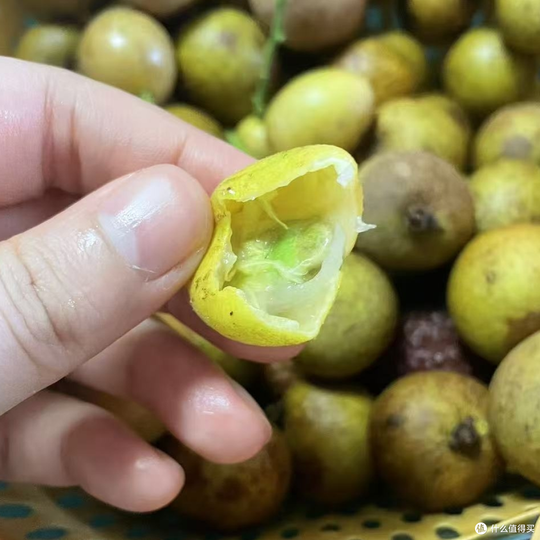 排排坐，吃荔枝龙眼黄皮果果