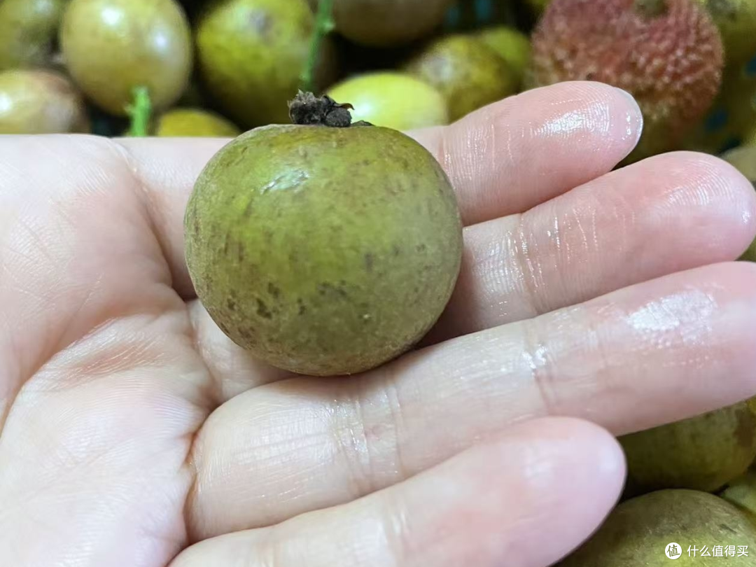 排排坐，吃荔枝龙眼黄皮果果
