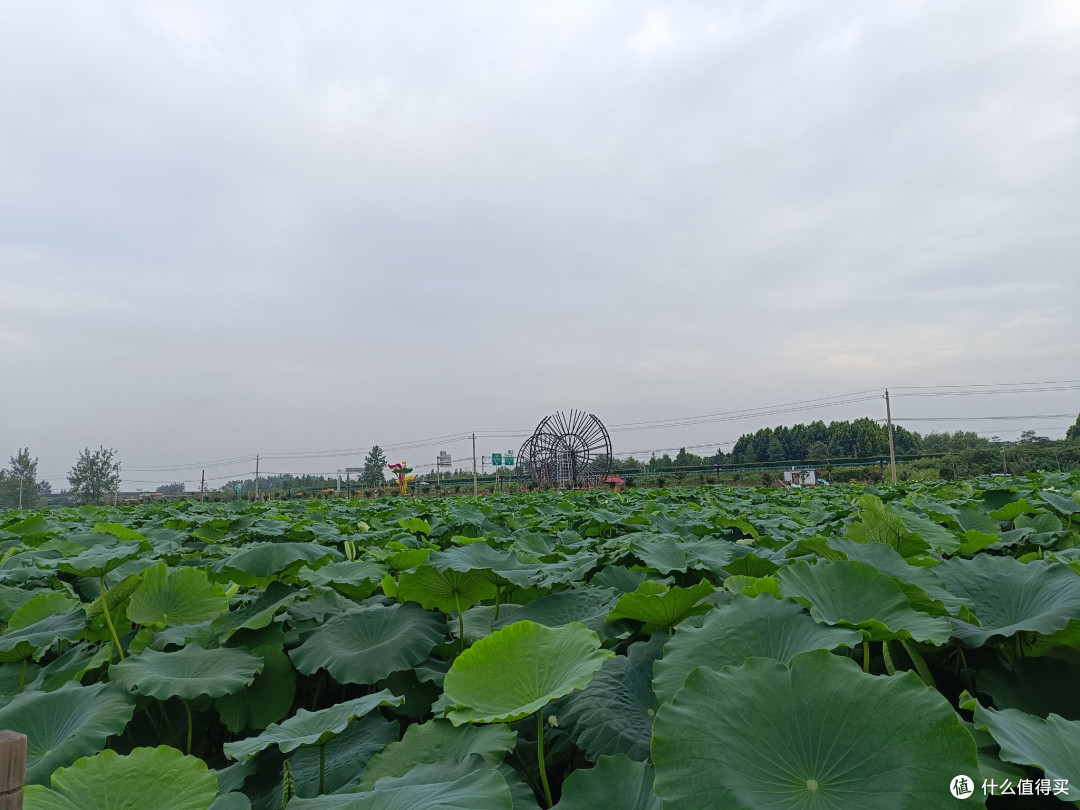适合全年龄段的夏日舒服玩法,千亩荷花池游玩详细体验分享