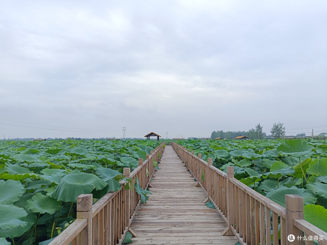 拒绝夏日旅游内卷,千亩荷花池慢游,才是最接地气的舒适方案