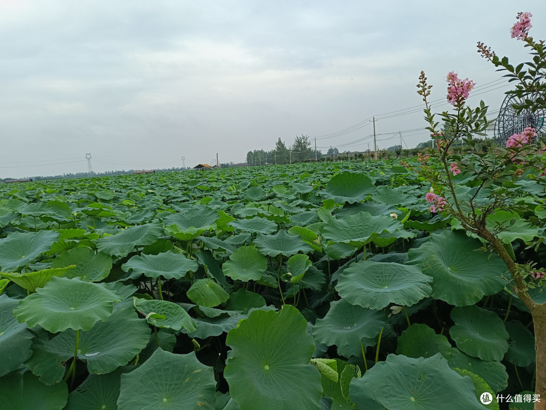拒绝夏日旅游内卷,千亩荷花池慢游,才是最接地气的舒适方案