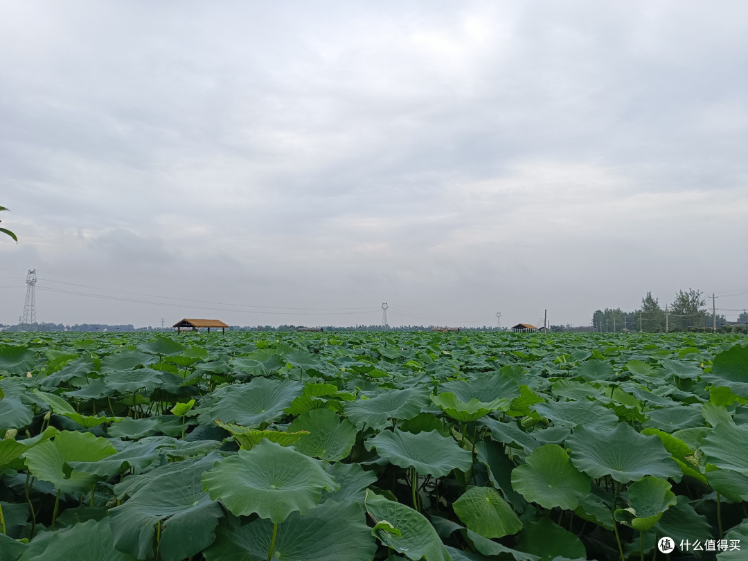 拒绝夏日旅游内卷,千亩荷花池慢游,才是最接地气的舒适方案