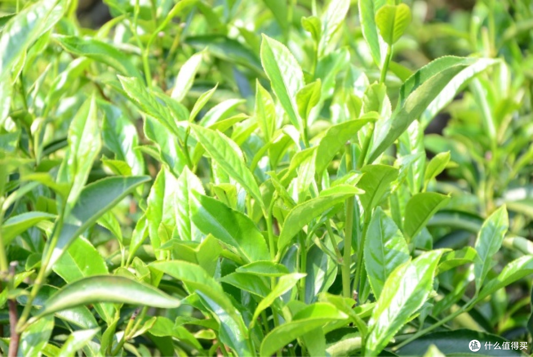 拒绝溢价陷阱!资深茶客公认的十大高性价比茶叶品牌推荐