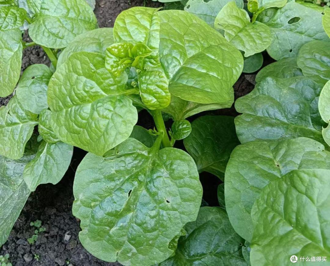 三伏大热天,这“宝藏菜”别忘吃!清热补水还润肠,咋做都鲜香