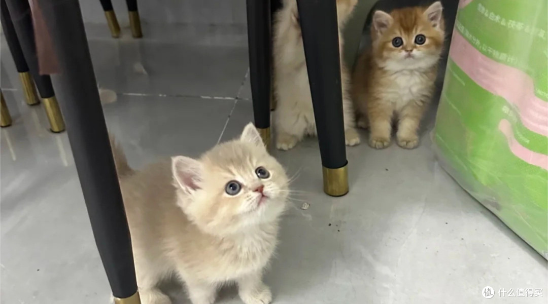 测评品牌网发布十大猫粮排行榜:希喂、皇家、金吉瑞哪个品牌好
