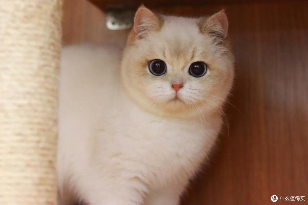 2026年7月适合幼猫的猫粮推荐,这五款高口碑幼猫粮请收好!