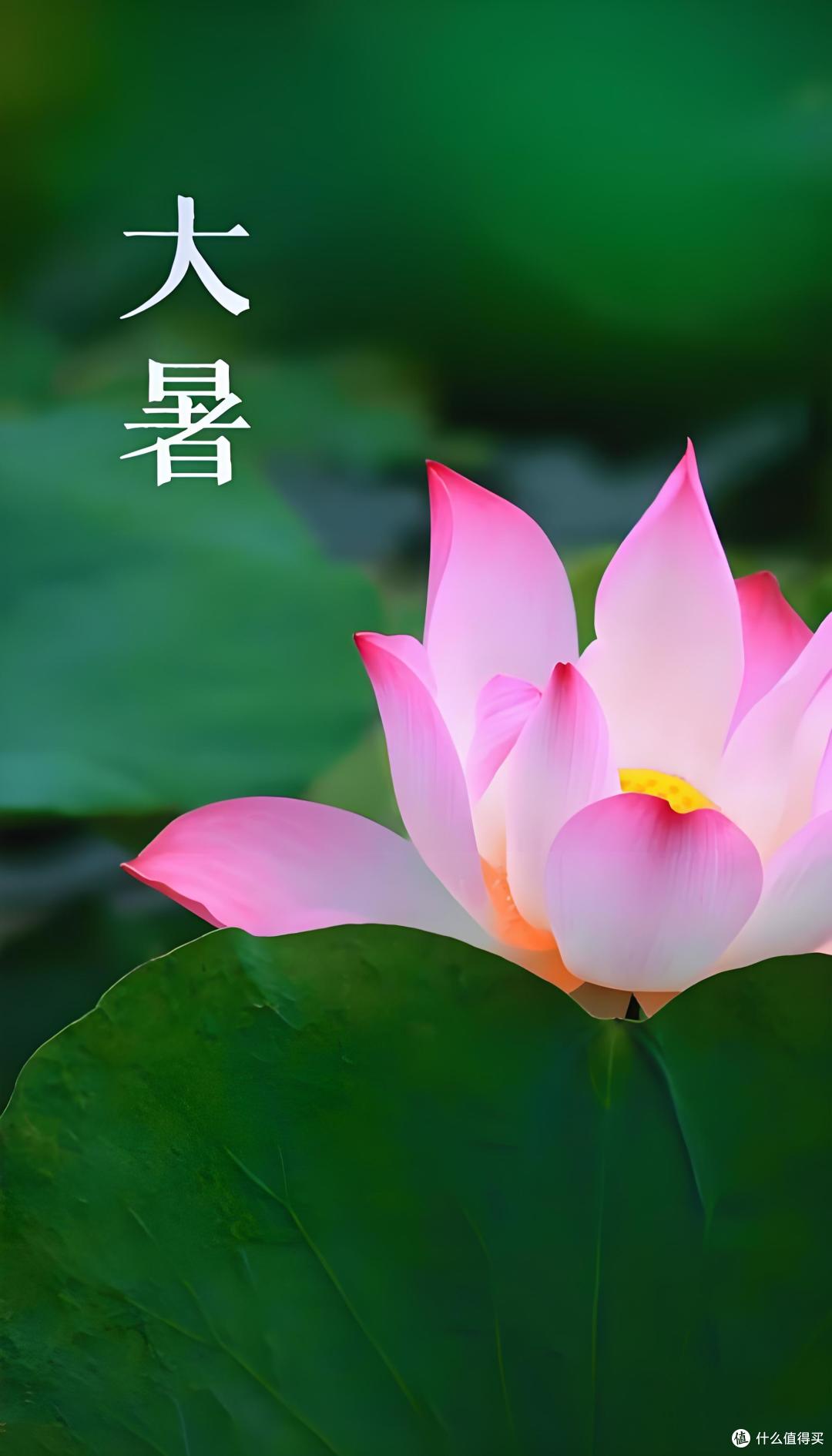 大暑 | 茉莉香:情绪脑科学的芳疗密码