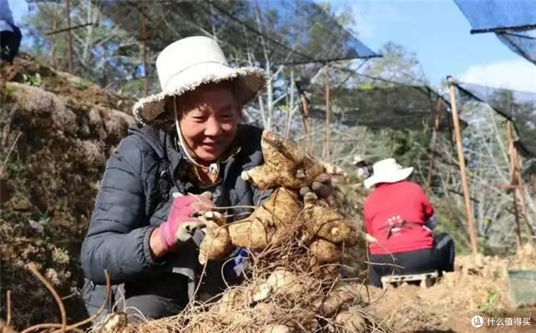 聚焦九蒸九晒黄精工艺,回答大众黄精哪个牌子好 优质黄精看这篇